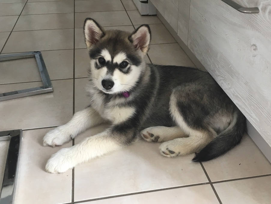 Activité Bilan comportemental